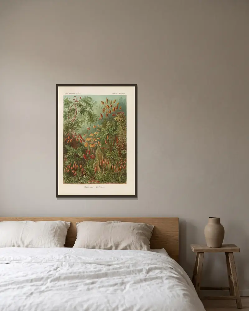 Muscinae. – Laubmoose von Ernst Haeckel gerahmt an einer Wand