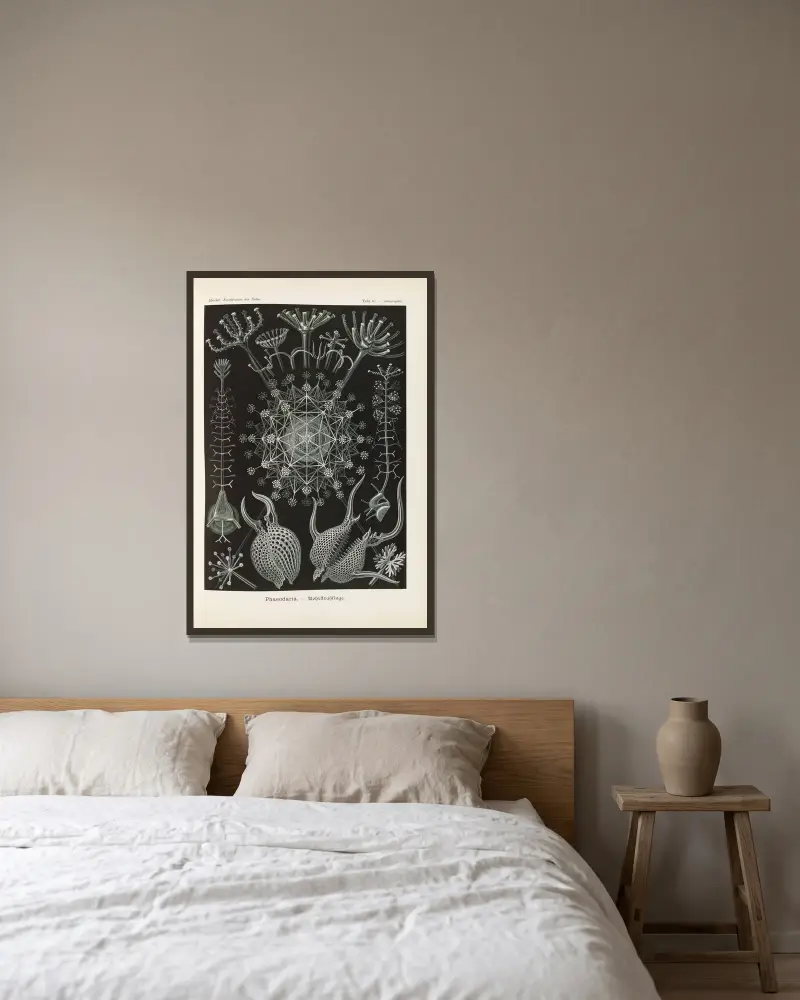 Phaeodaria. – Rohrstrahlinge 2 von Ernst Haeckel gerahmt an einer Wand