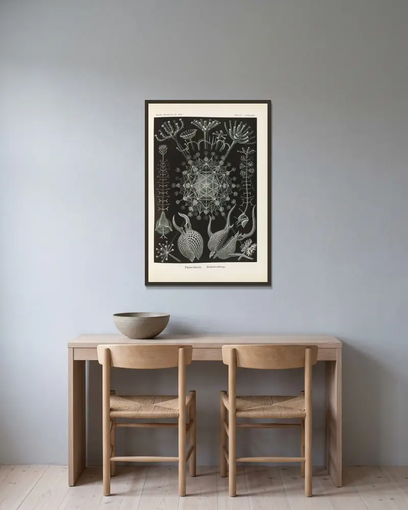 Phaeodaria. – Rohrstrahlinge 2 von Ernst Haeckel gerahmt an einer Wand