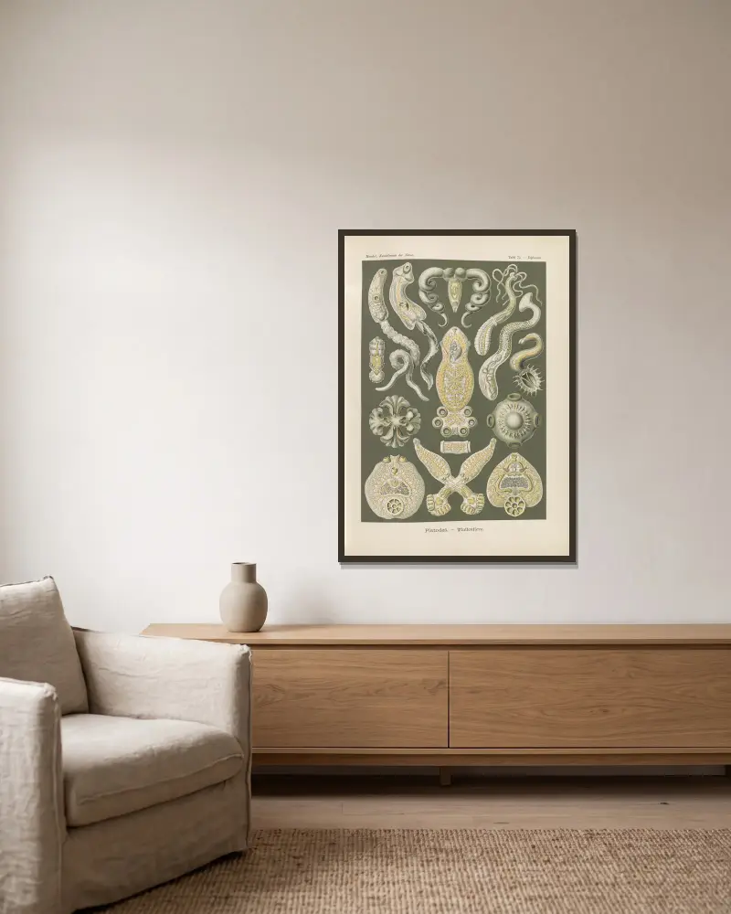 Platodes. – Ploštěnci, Ernst Haeckel v rámu na stěně