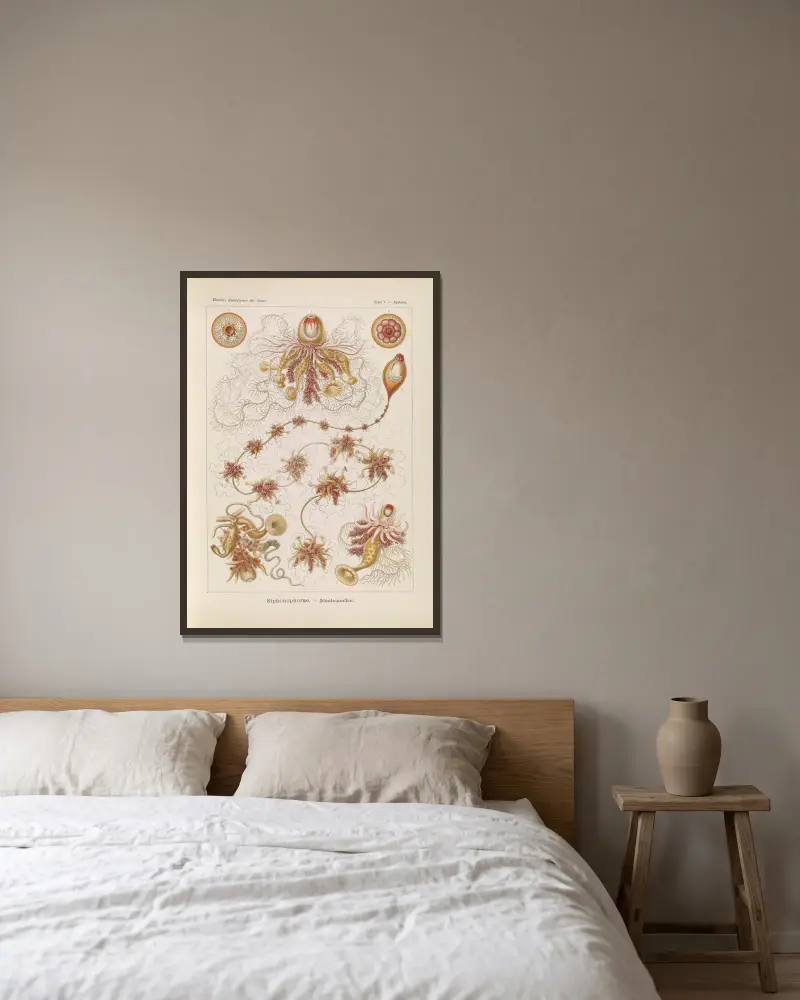 Siphonophorae. – Staatsquallen, 1904 – nr 1 av Ernst Haeckel inramad på en vägg
