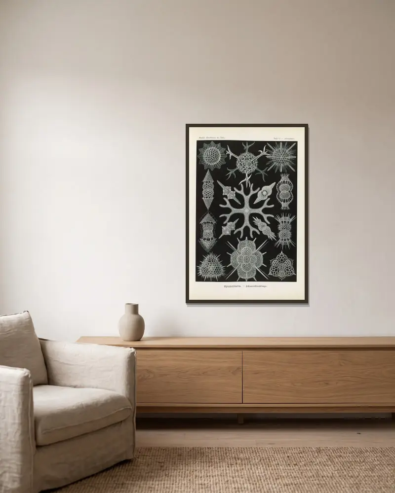 Spumellaria. – Schaumstrahlinge av Ernst Haeckel inramad på en vägg