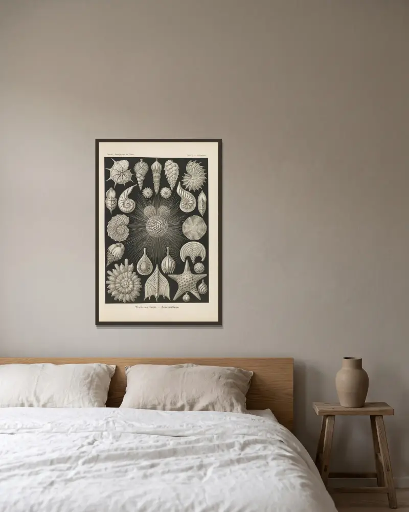 Thalamophora. – Kammerlinge., 1904 – nr 2 av Ernst Haeckel inramad på en vägg