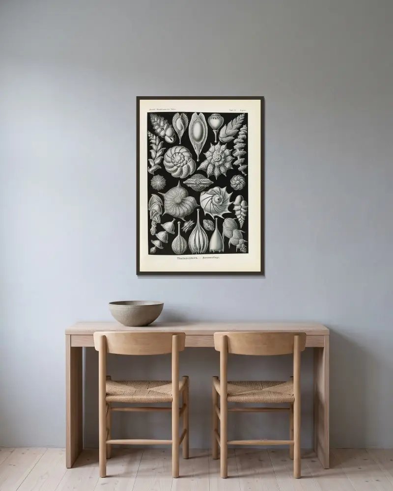 Thalamophora. – Kammerlinge, 1904 – nr 1 av Ernst Haeckel inramad på en vägg