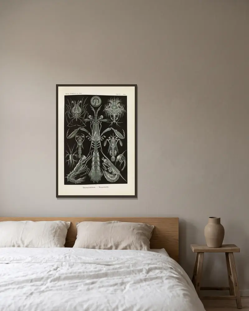 Thoracostraca. – Panzerkrebse av Ernst Haeckel inramad på en vägg