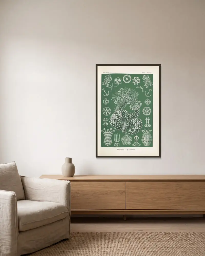 Thuroidea. – Gurkensterne von Ernst Haeckel gerahmt an einer Wand