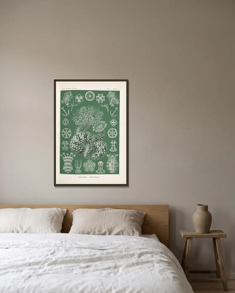 Thuroidea. – Gurkensterne von Ernst Haeckel gerahmt an einer Wand