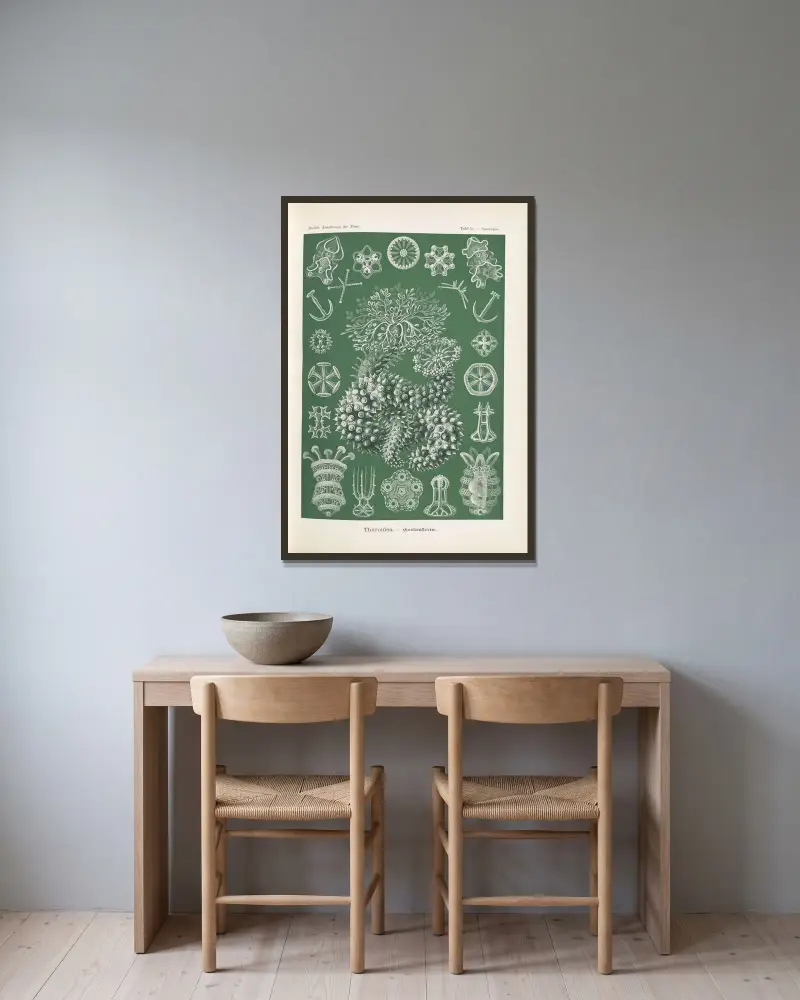 Thuroidea. – Gurkensterne von Ernst Haeckel gerahmt an einer Wand