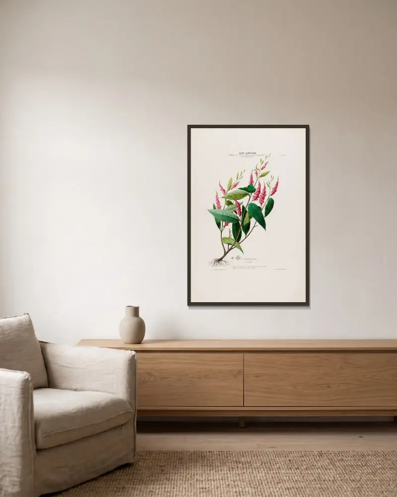 Flore d’Amérique, dessinée d’après nature sur les lieux Pl.016 av Etienne Denisse inramad på en vägg