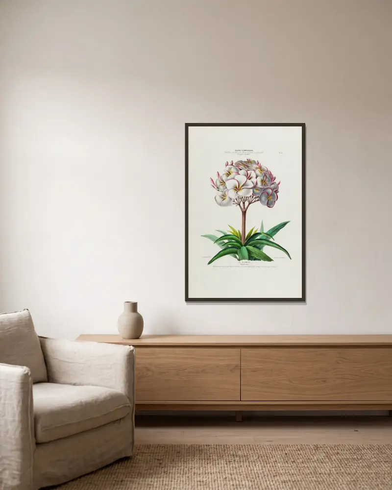 Flore d’Amérique, tecknad efter naturen på plats Pl.041 av Etienne Denisse inramad på en vägg