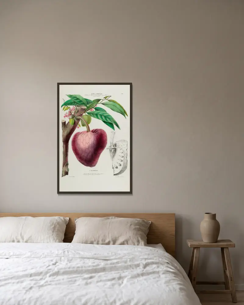 Flore d’Amérique, tecknad efter naturen på plats Pl.046 av Etienne Denisse inramad på en vägg