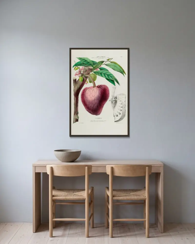 Flore d’Amérique, tecknad efter naturen på plats Pl.046 av Etienne Denisse inramad på en vägg
