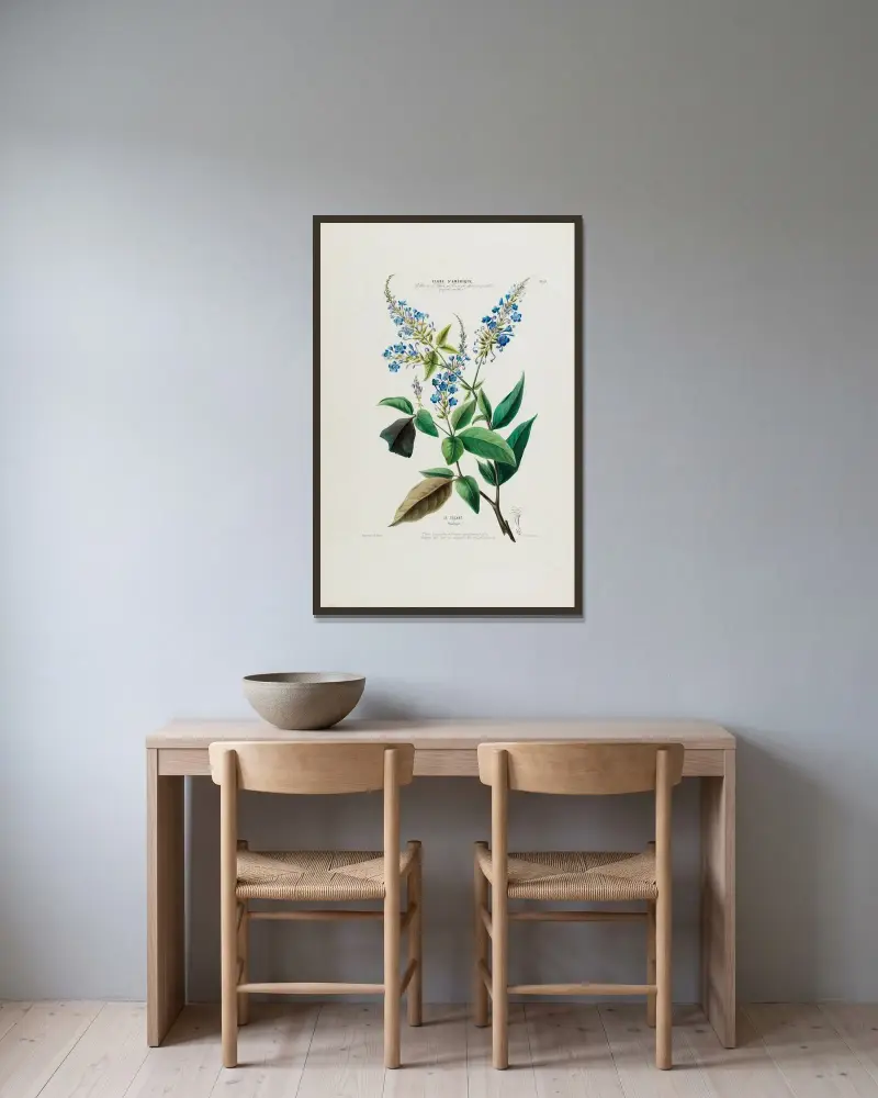 Flore d’Amérique, dessinée d’après nature sur les lieux Pl.050 av Etienne Denisse inramad på en vägg