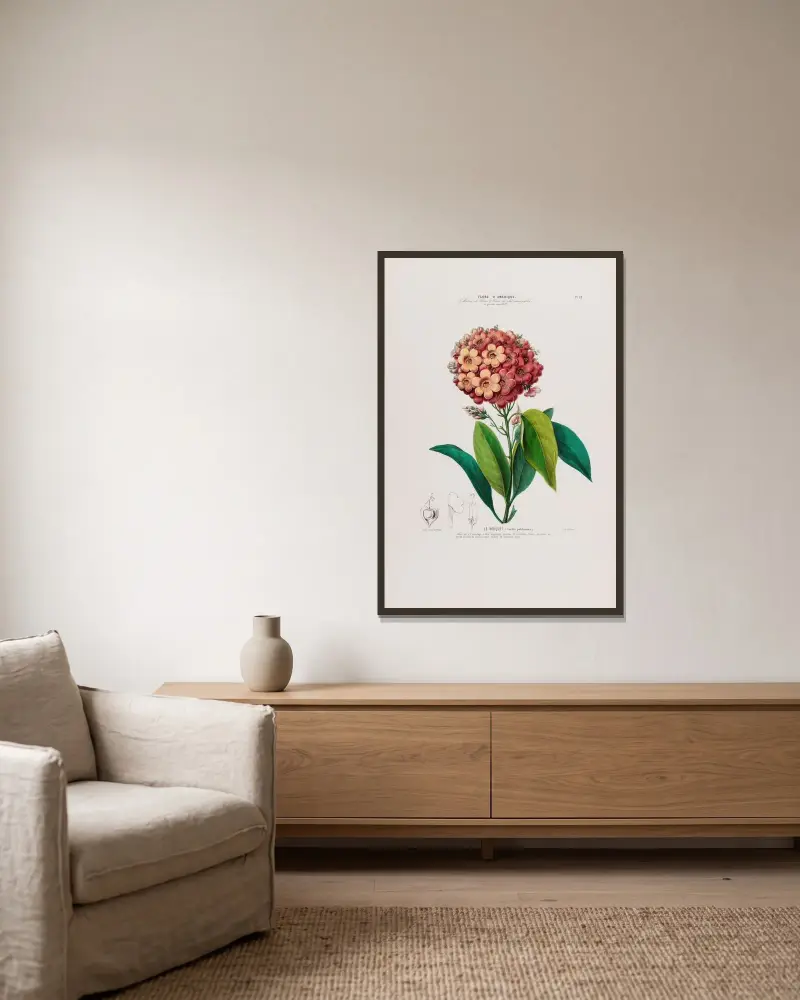 Flore d’Amérique, dessinée d’après nature sur les lieux Pl.052 av Etienne Denisse inramad på en vägg