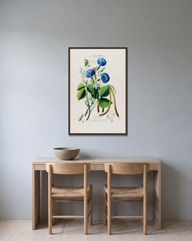 Flore d’Amérique, tecknad efter naturen på plats Pl.087 av Etienne Denisse inramad på en vägg