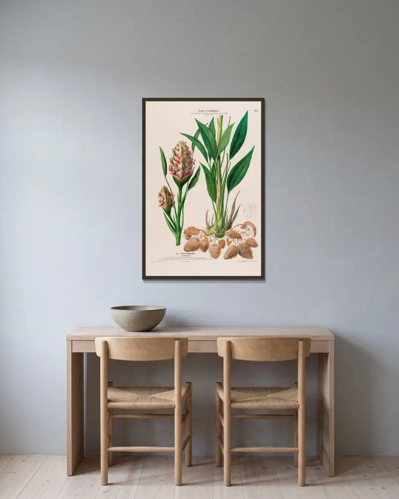 Flore d’Amérique, tecknad efter naturen på plats, plansch 125 av Etienne Denisse inramad på en vägg