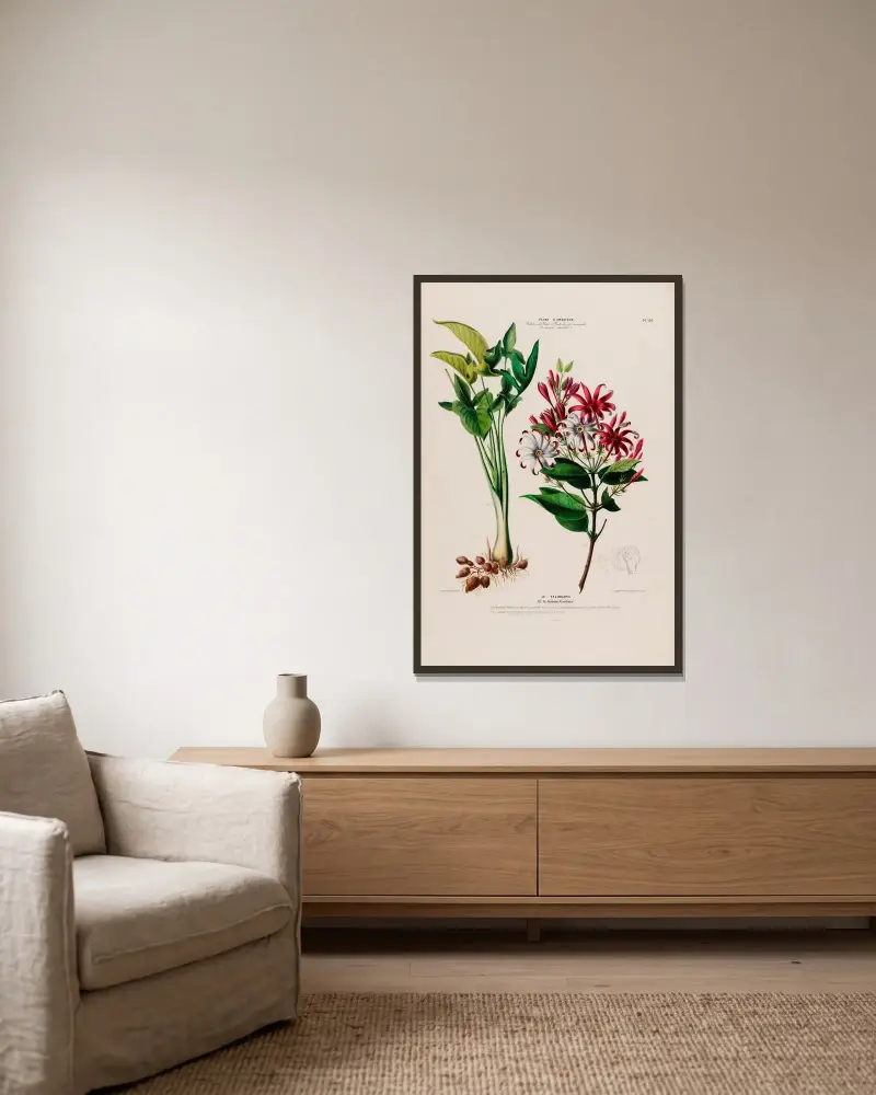 Flore d’Amérique, dessinée d’après nature sur les lieux Pl.130 av Etienne Denisse inramad på en vägg