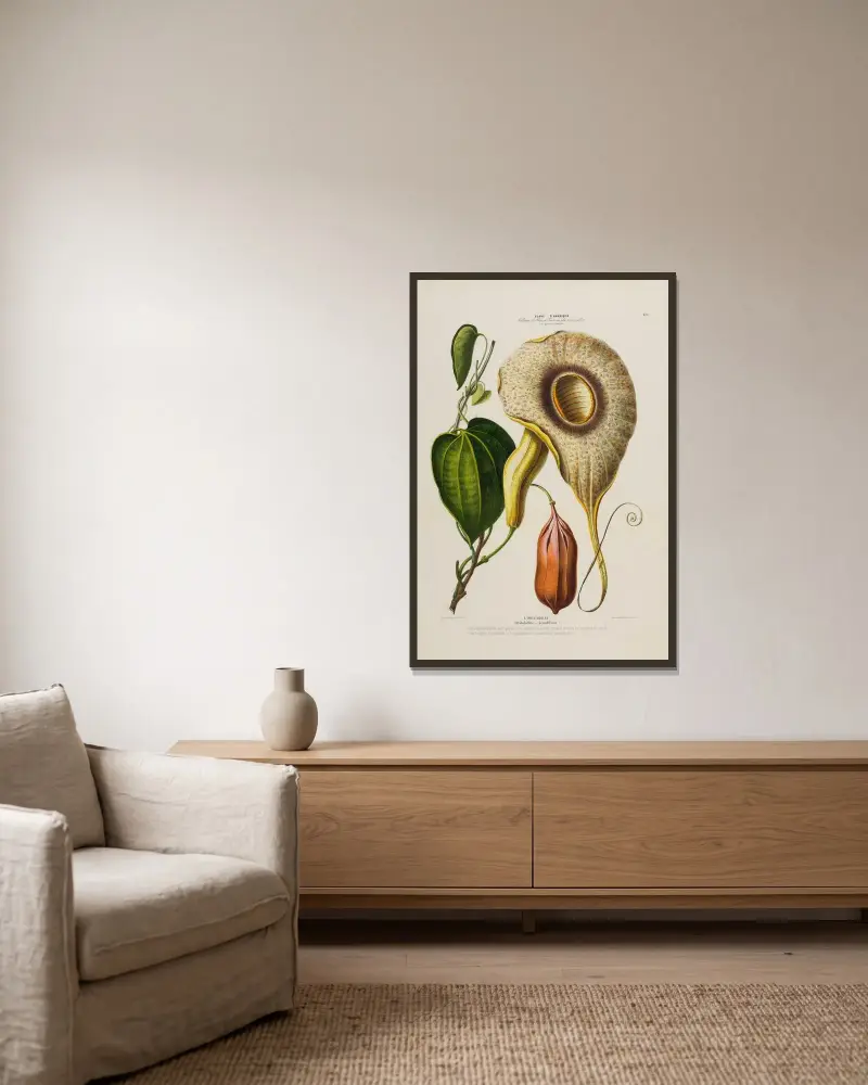 Flore d’Amérique, dessinée d’après nature sur les lieux Pl.150 av Etienne Denisse inramad på en vägg