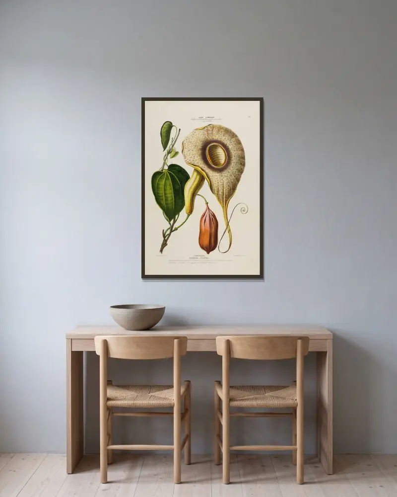 Flore d’Amérique, dessinée d’après nature sur les lieux Pl.150 av Etienne Denisse inramad på en vägg
