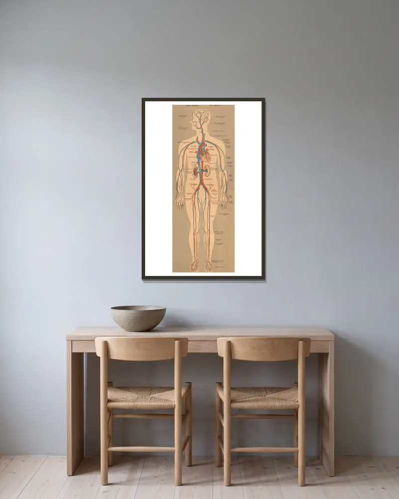 Blut- und Lymphsystem von J.F. Schreiber gerahmt an einer Wand