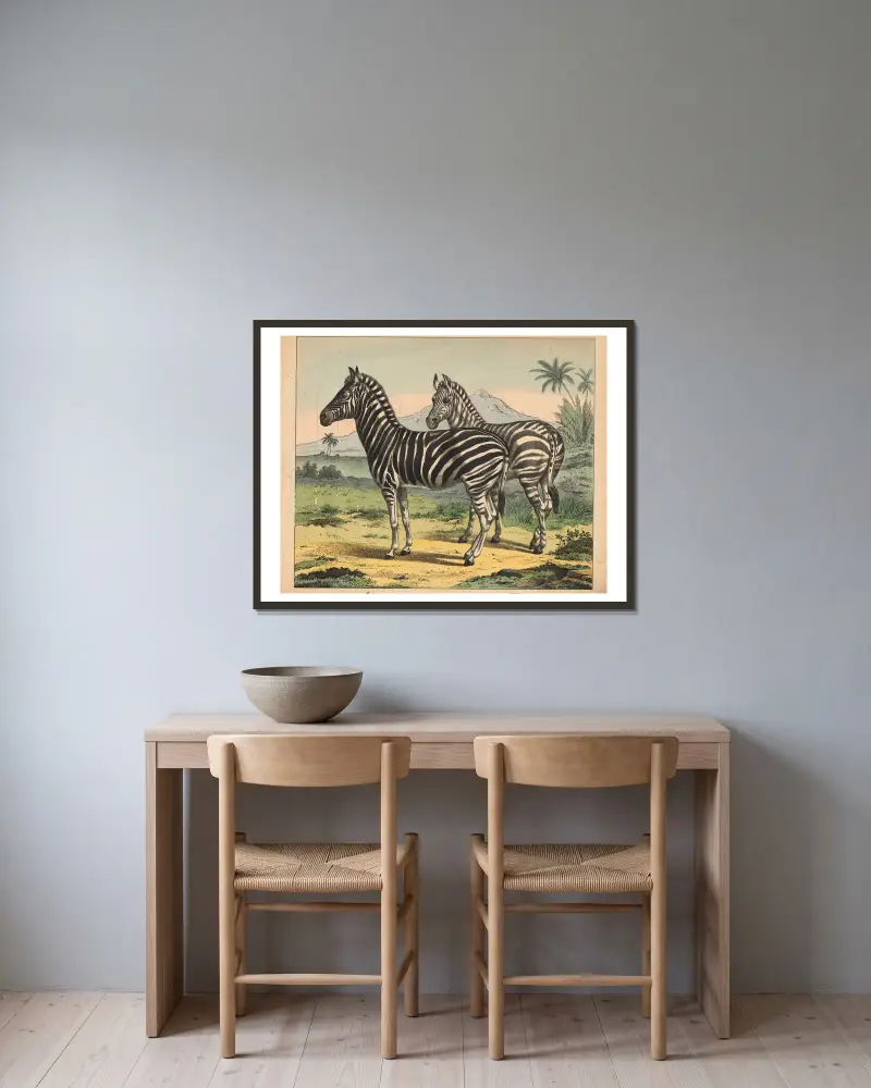Zebra, J.F. Schreiber v rámu na stěně