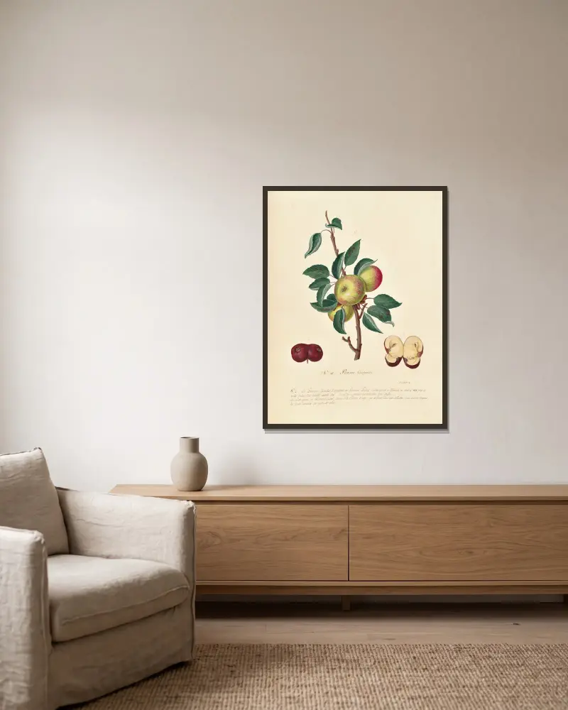 Collection du regne vegetal, arbres, forestiers et fruitiers, leurs fruits, &a Pl.36 av Pierre Francois Ledoulx inramad på en vägg