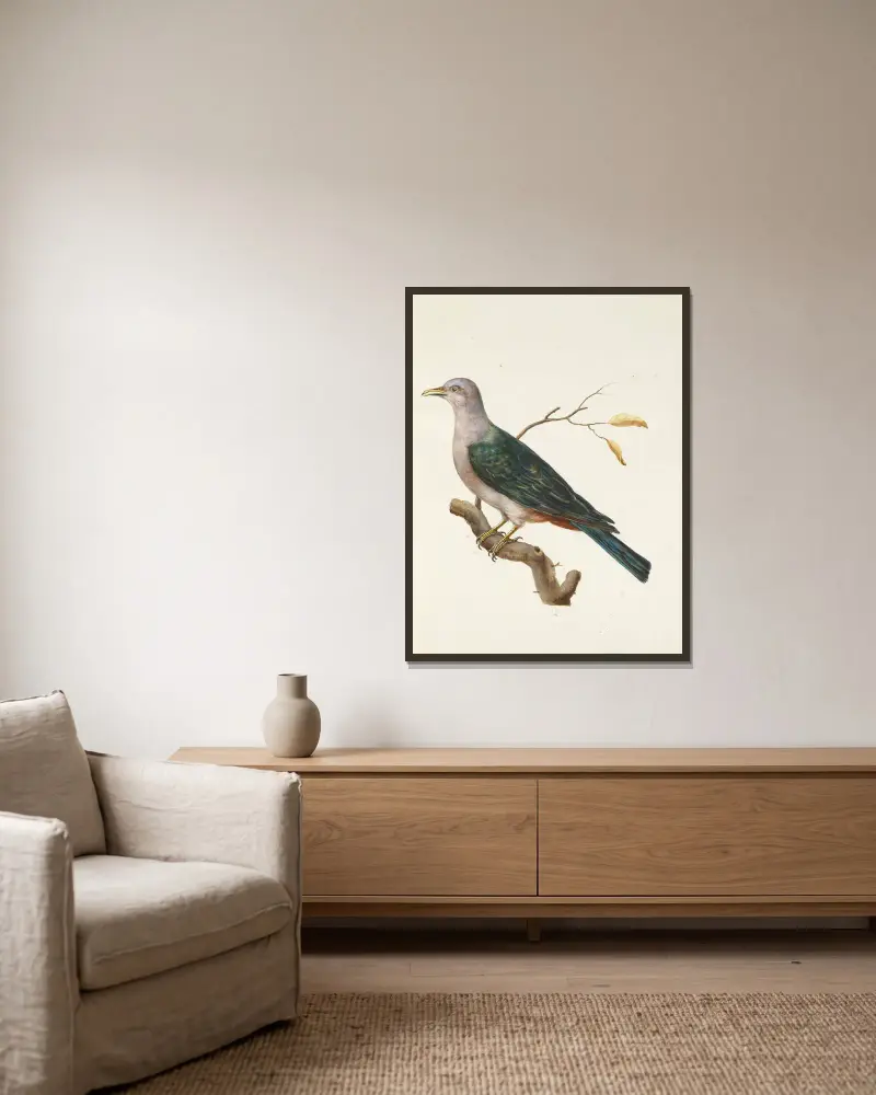 Dessins originaux de 12 pigeons étrangers, inconnus et recueillis par le voyageur Le Vaillant Pl.12 av François Levaillant inramad på en vägg