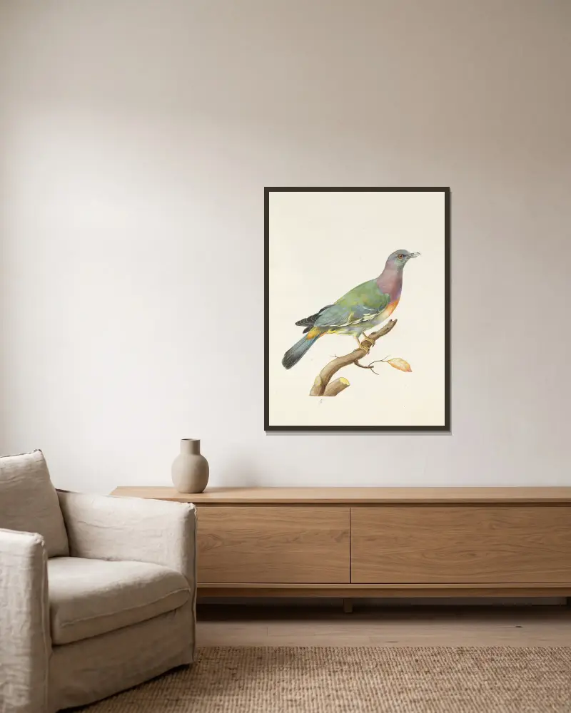 Dessins originaux de 12 pigeons étrangers, inconnus et recueillis par le voyageur Le Vaillant Pl.05 av François Levaillant inramad på en vägg