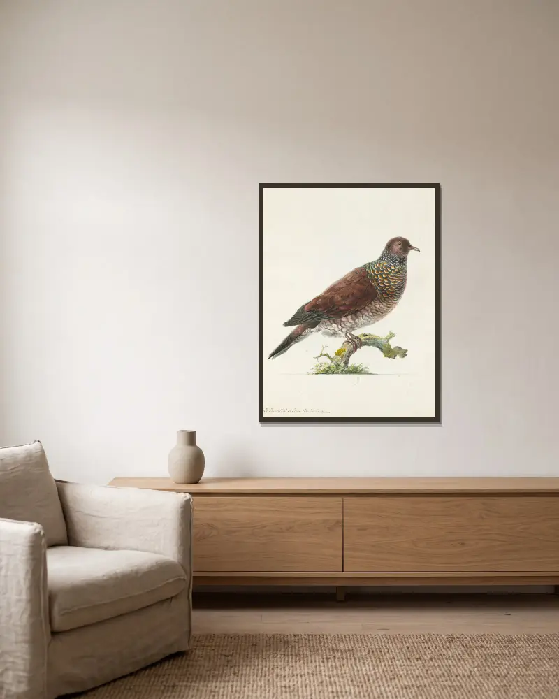 Dessins originaux de 12 pigeons étrangers, inconnus et recueillis par le voyageur Le Vaillant Pl.09 av François Levaillant inramad på en vägg