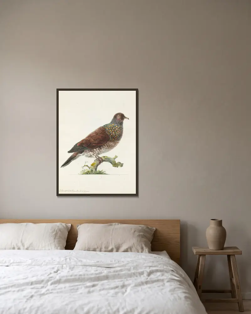Dessins originaux de 12 pigeons étrangers, inconnus et recueillis par le voyageur Le Vaillant Pl.09 av François Levaillant inramad på en vägg