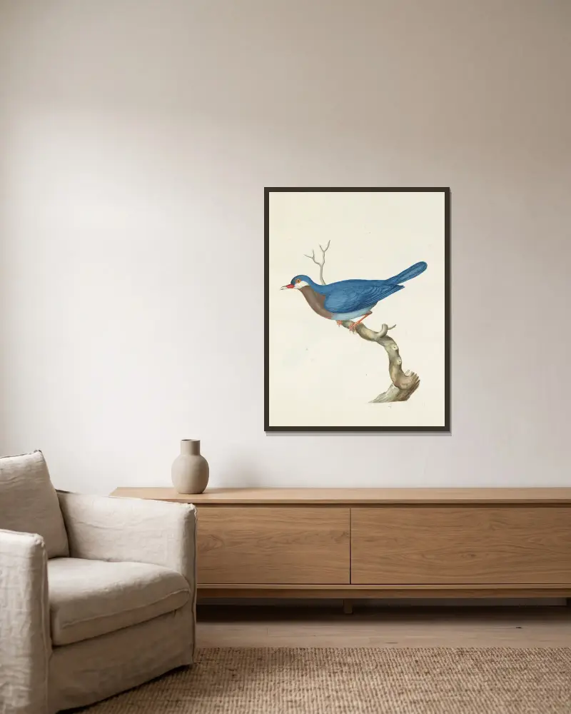 Dessins originaux de 12 pigeons étrangers, inconnus et recueillis par le voyageur Le Vaillant Pl.04 av François Levaillant inramad på en vägg