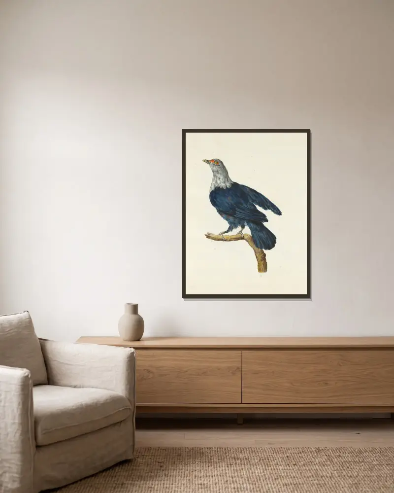 Dessins originaux de 12 pigeons étrangers, inconnus et recueillis par le voyageur Le Vaillant Pl.11 av François Levaillant inramad på en vägg