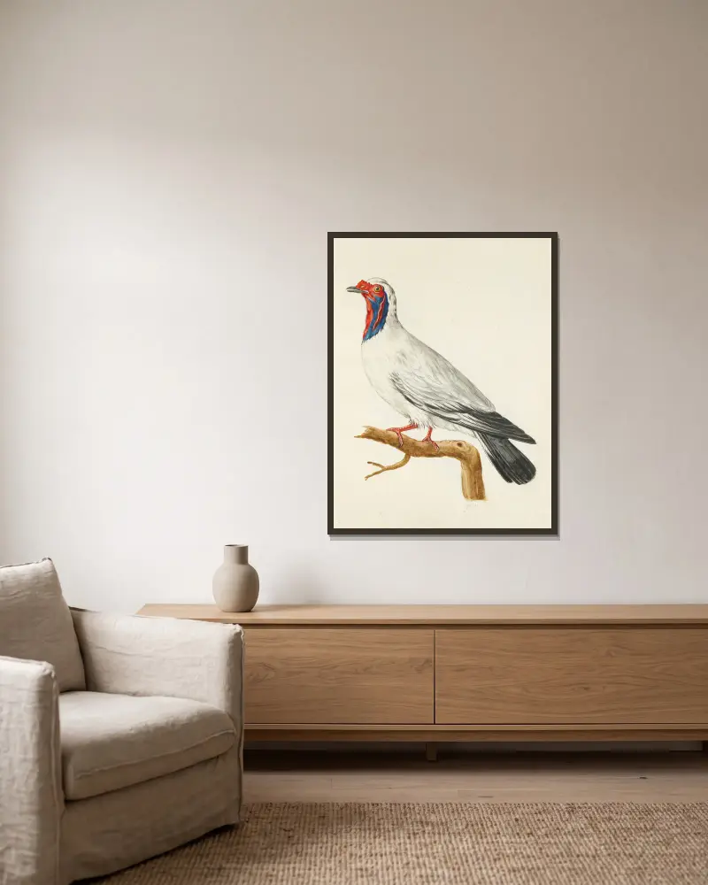 Dessins originaux de 12 pigeons étrangers, inconnus et recueillis par le voyageur Le Vaillant Pl.01 av François Levaillant inramad på en vägg