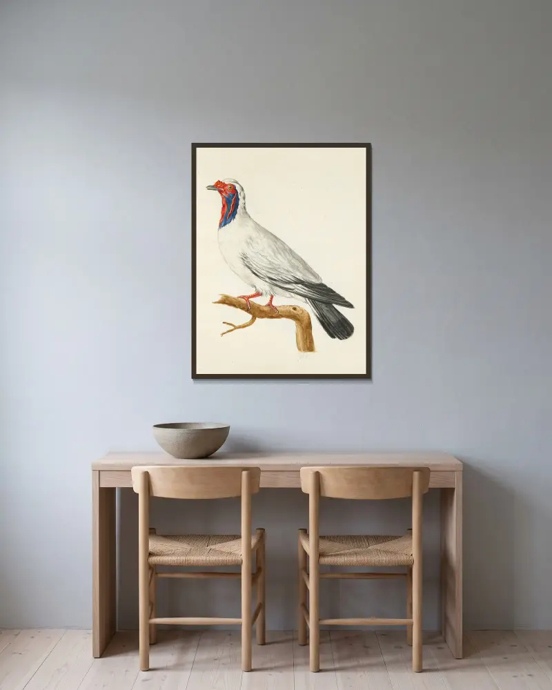 Dessins originaux de 12 pigeons étrangers, inconnus et recueillis par le voyageur Le Vaillant Pl.01 av François Levaillant inramad på en vägg