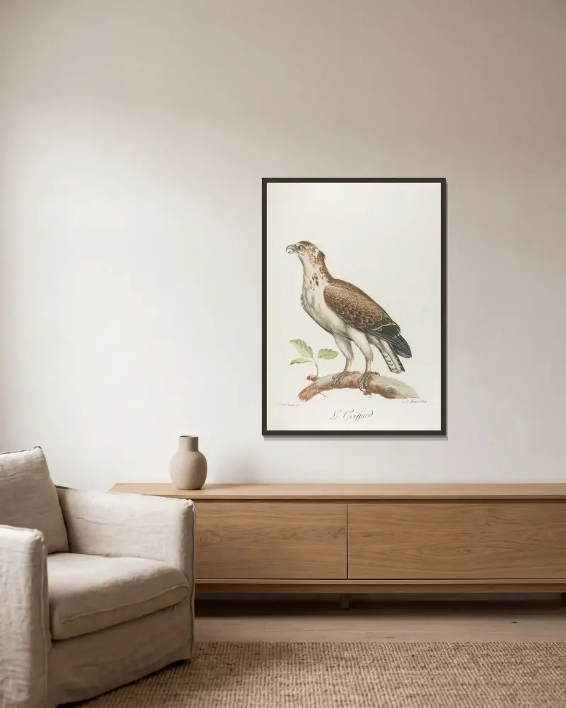 Le griffard, François Levaillant w ramie na ścianie