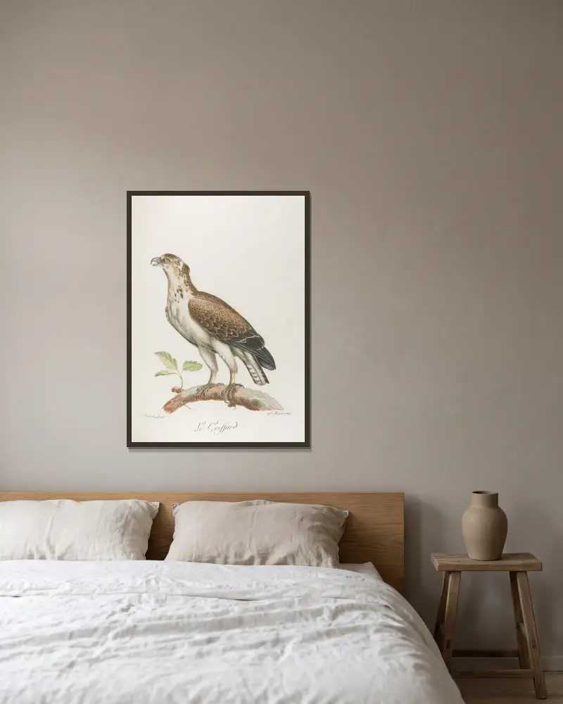 Le griffard, François Levaillant w ramie na ścianie