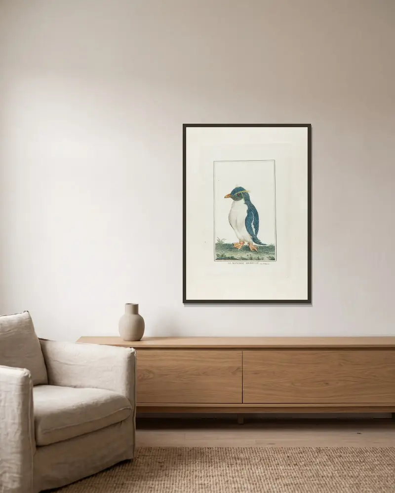 Manchot aigrette, François Levaillant w ramie na ścianie