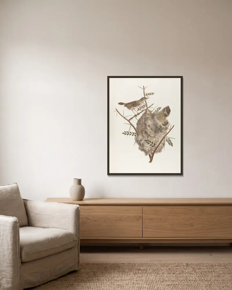 Le pinepine von François Levaillant gerahmt an einer Wand