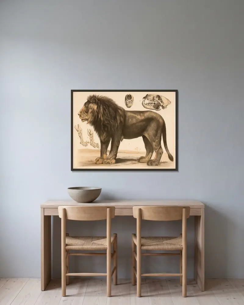 A Löwe (Felis leo) b Vorderfuss c Hinterfuss d e Schädel av Franz Engleder inramad på en vägg