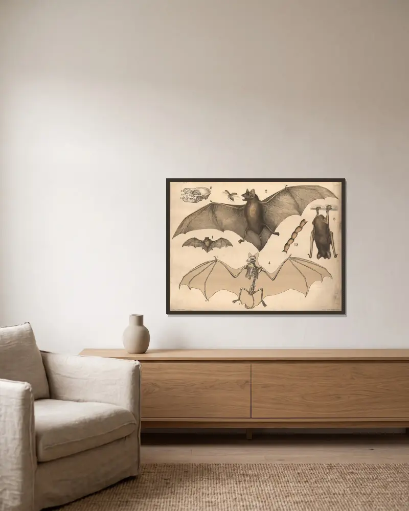 Fledermaus, 1900 von Franz Engleder gerahmt an einer Wand