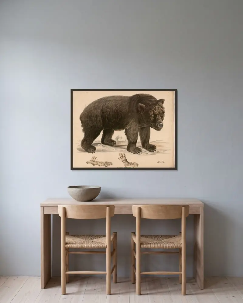 Brauner Bär (Ursus arctos) und seine Fussskelett av Franz Engleder inramad på en vägg