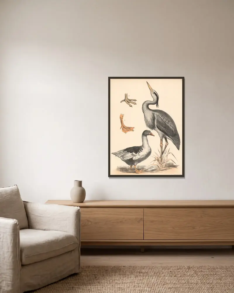 Fischreiher (Ardea cinerea) Gans (Anser) a) Watfuss und b) Schwimmfuss vergrssert av Franz Engleder inramad på en vägg