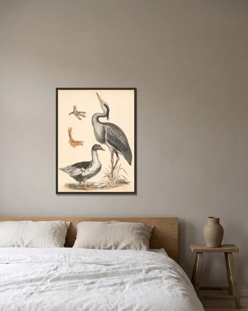 Fischreiher (Ardea cinerea) Gans (Anser) a) Watfuss und b) Schwimmfuss vergrssert av Franz Engleder inramad på en vägg