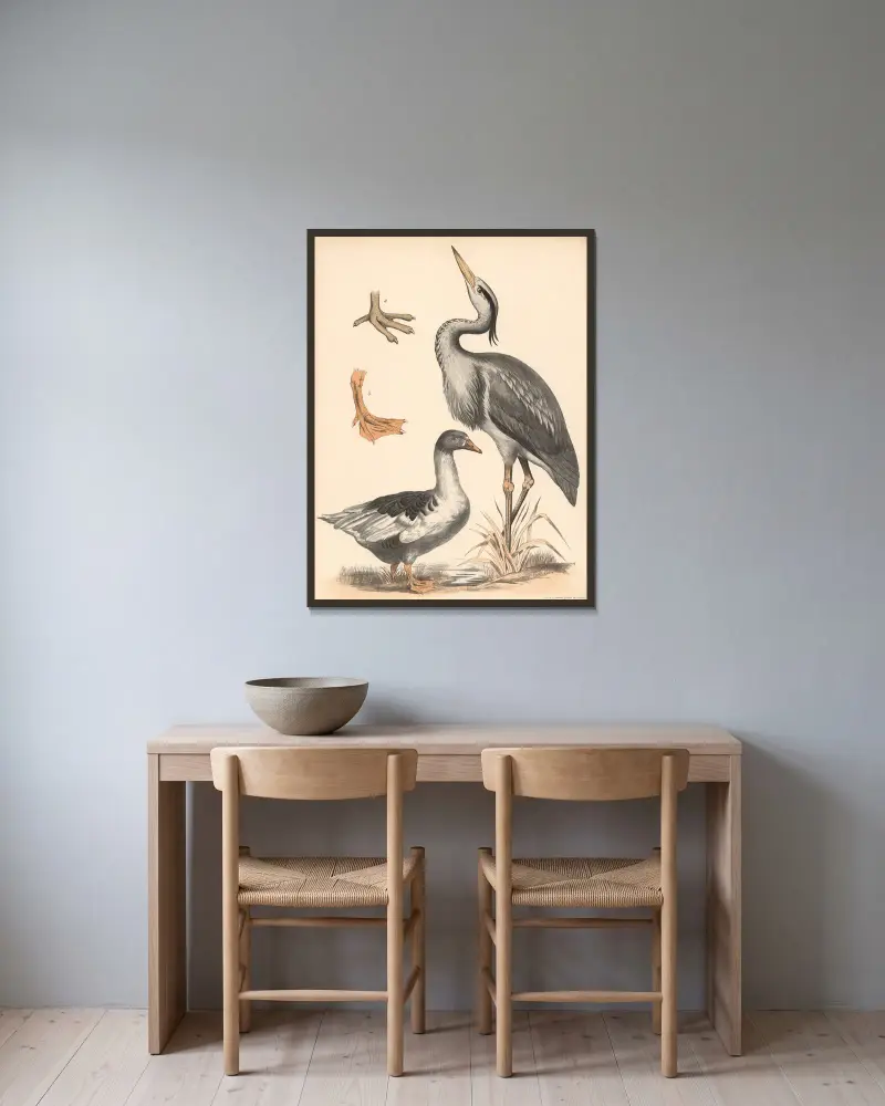 Fischreiher (Ardea cinerea) Gans (Anser) a) Watfuss und b) Schwimmfuss vergrssert av Franz Engleder inramad på en vägg