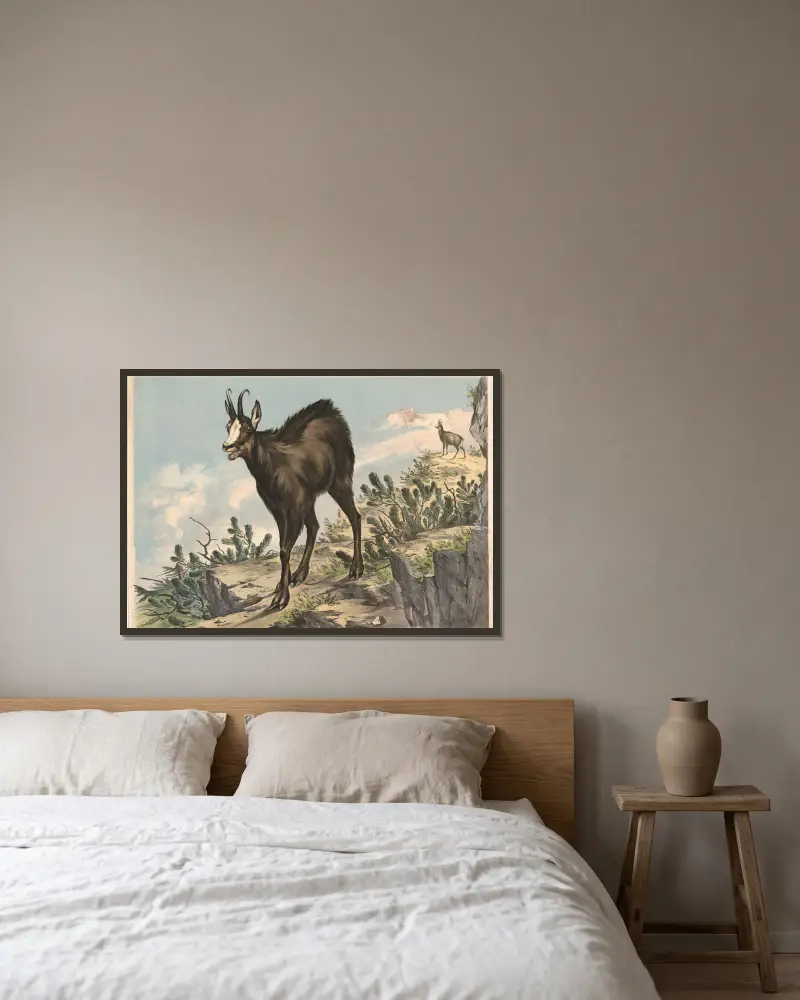 Gämse (Capella rupicapra) von Franz Engleder gerahmt an einer Wand