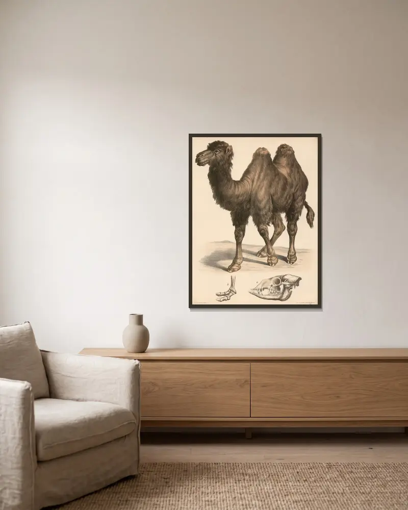 Kamel (Camelus bactrianus) a Schädel, b Fussskelett. av Franz Engleder inramad på en vägg