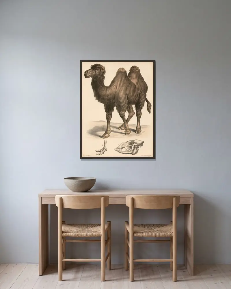 Kamel (Camelus bactrianus) a Schädel, b Fussskelett. av Franz Engleder inramad på en vägg