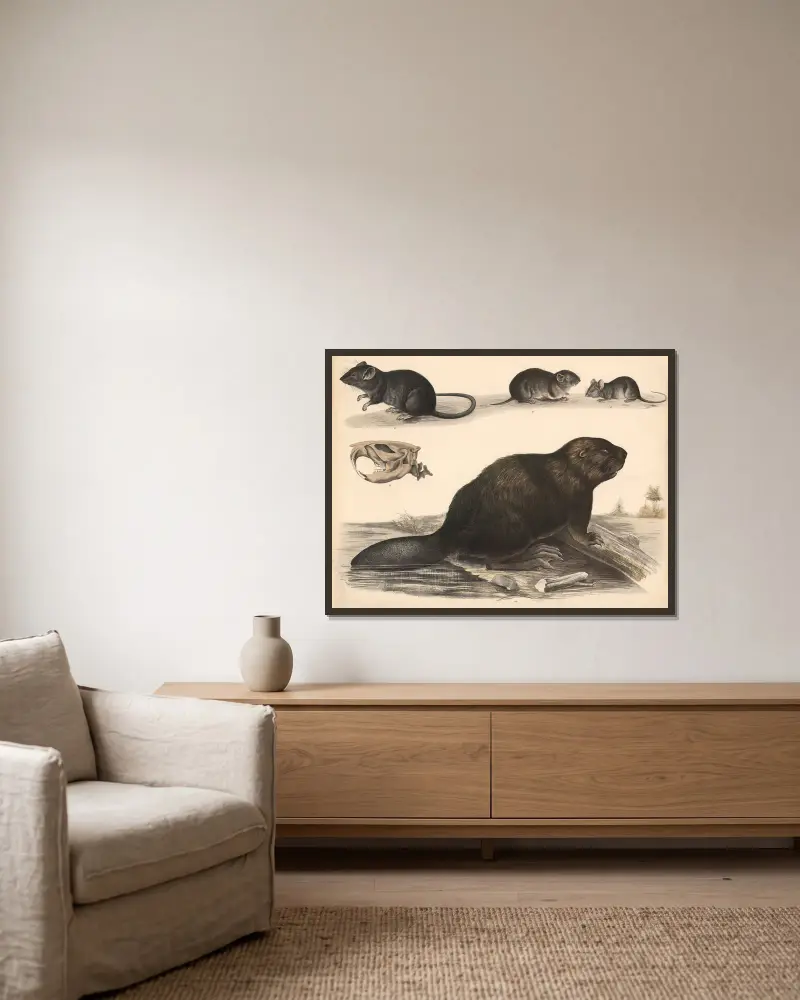 Rat, field mouse, house mouse, beaver av Franz Engleder inramad på en vägg