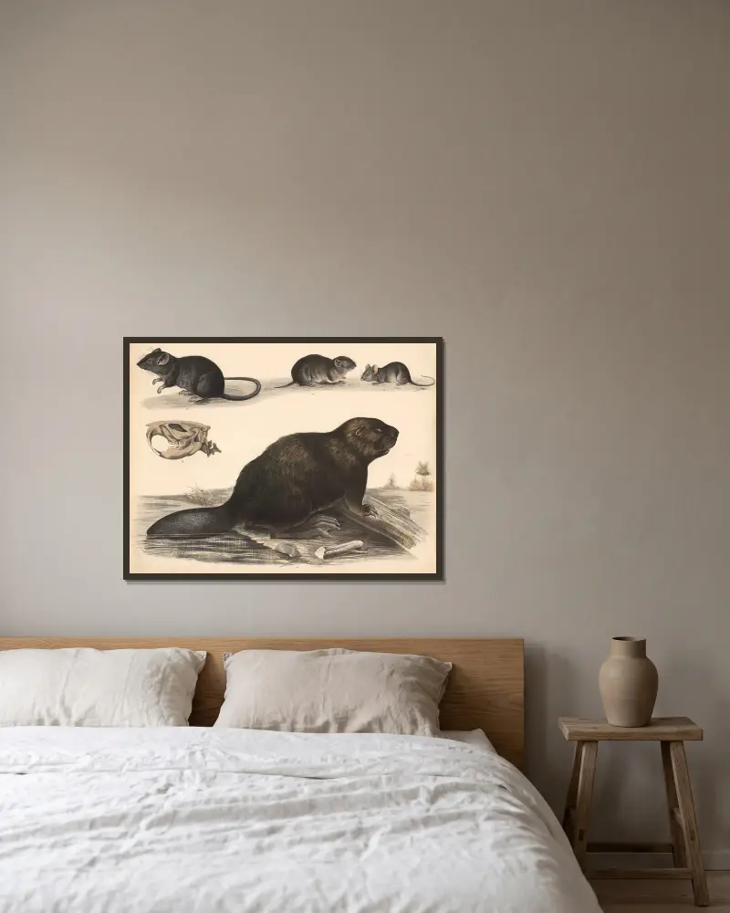 Rat, field mouse, house mouse, beaver av Franz Engleder inramad på en vägg