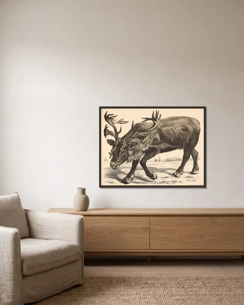 Ren (Tarandus rangifer), Franz Engleder w ramie na ścianie